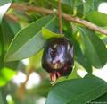 Cherry of the Rio Grande 